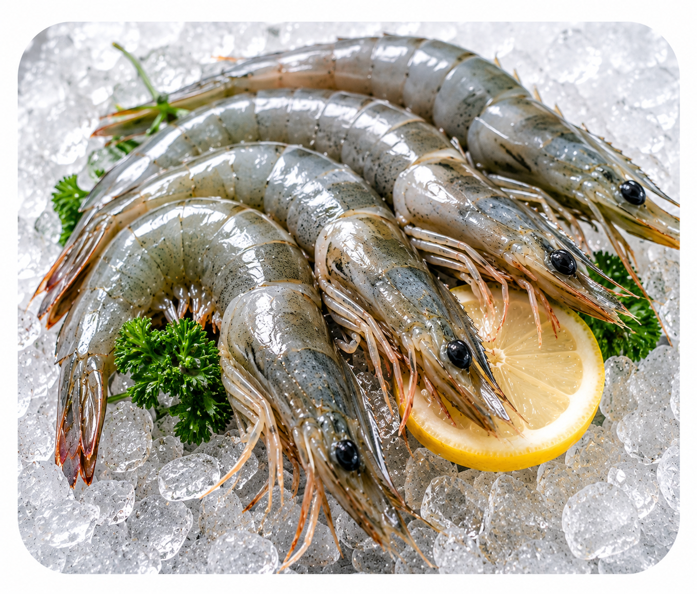 1 KG Premium Shrimp